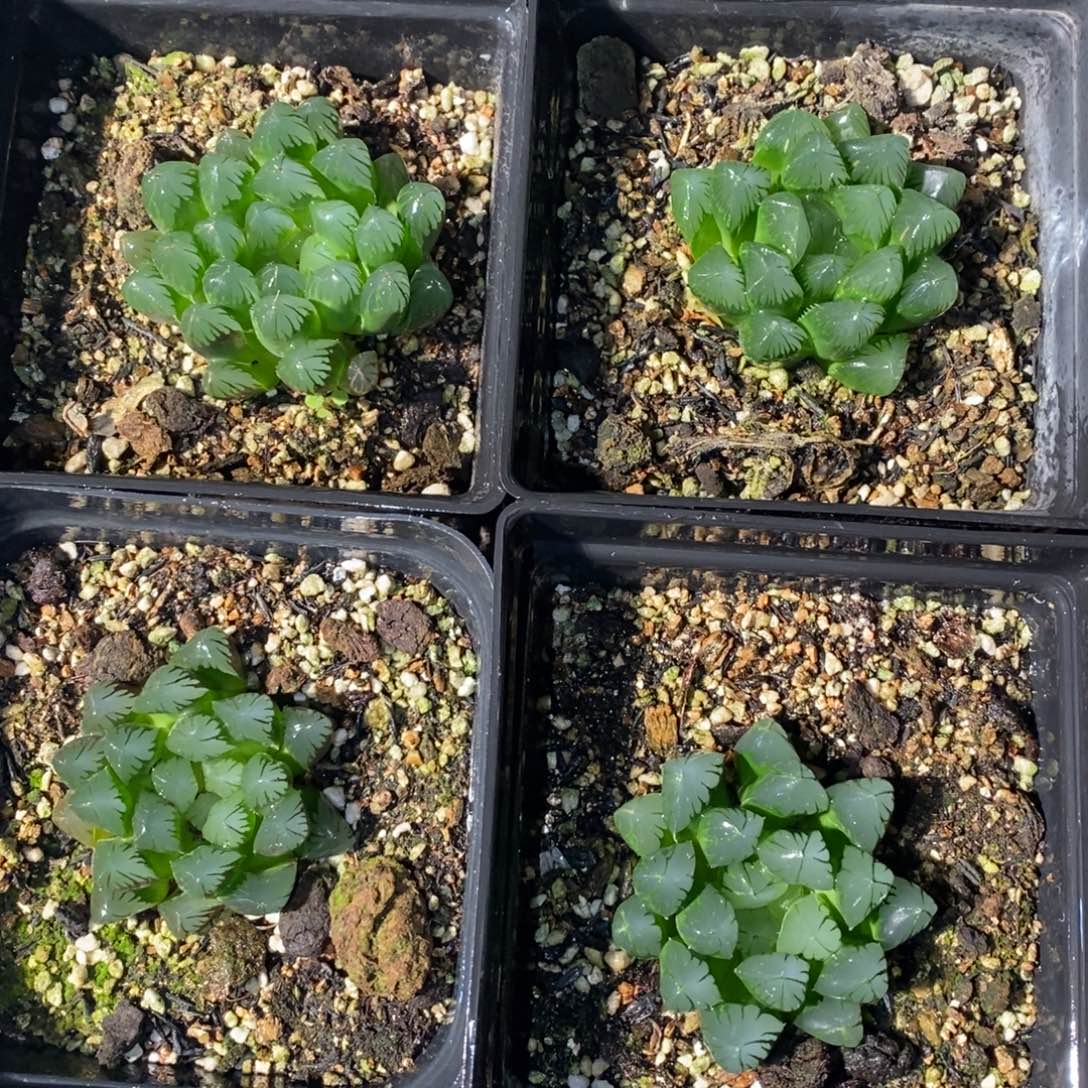 931 一颗实生大年份灯系玉露。脱土发货 整点福利