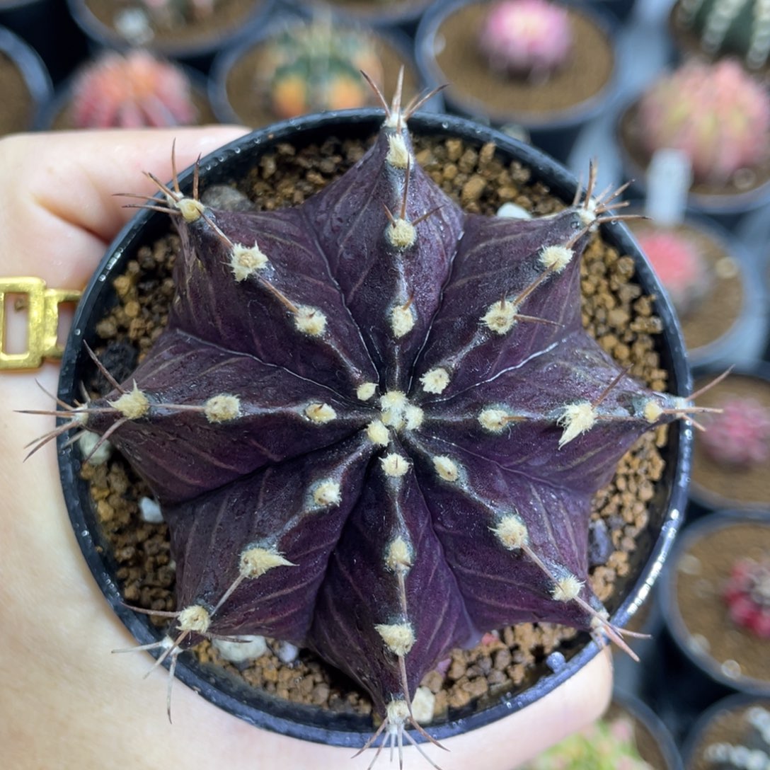 米哈星球0000000000305