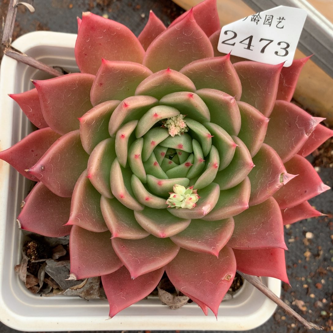 2473有叶伤特价杂交多肉老桩