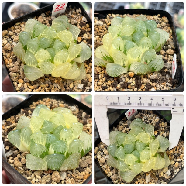 实生湖水玉露锦/多肉植物一物一拍带盘发货