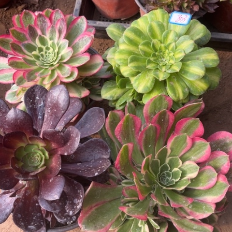 803多肉植物组合