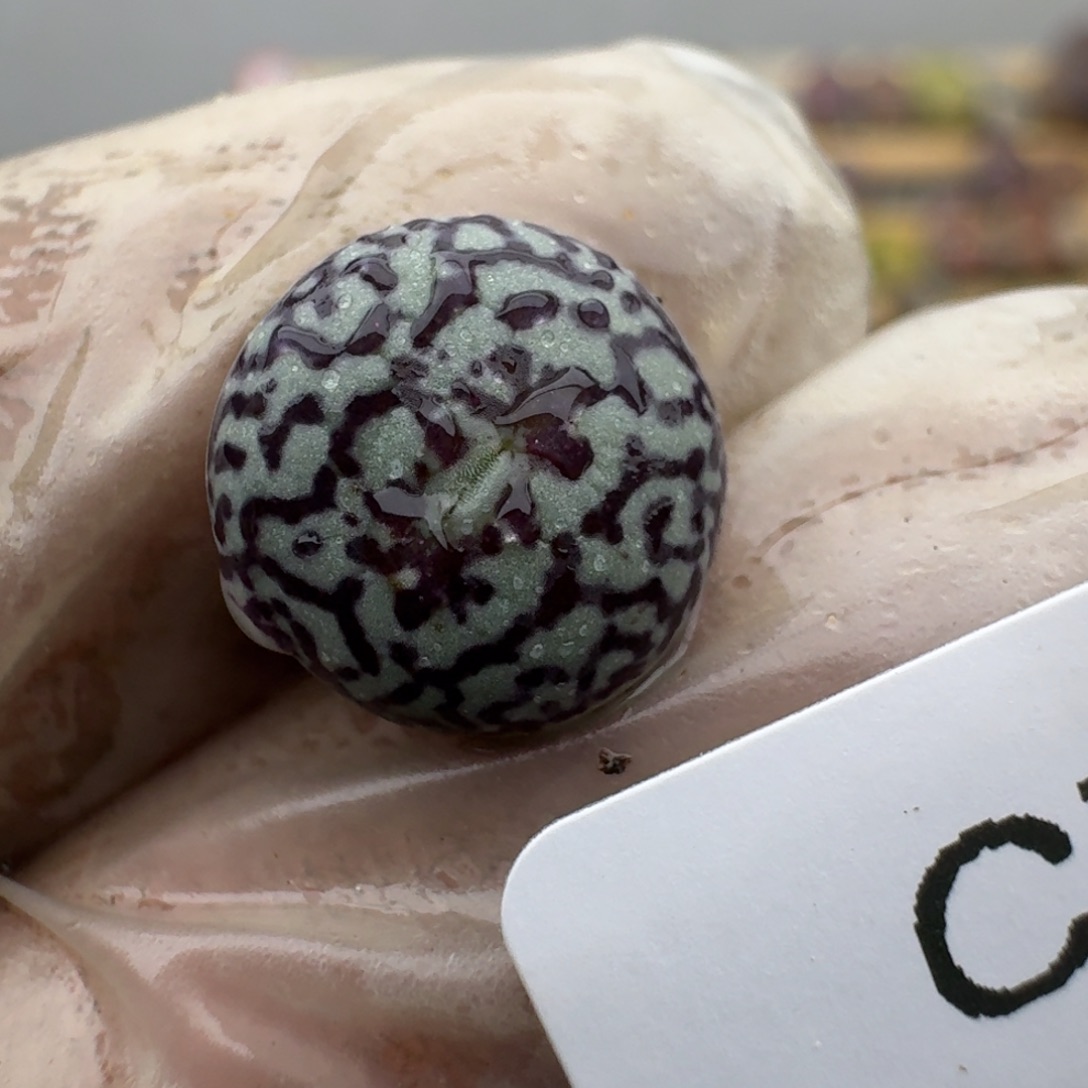 776哈哈哈哈哈哈哈哈