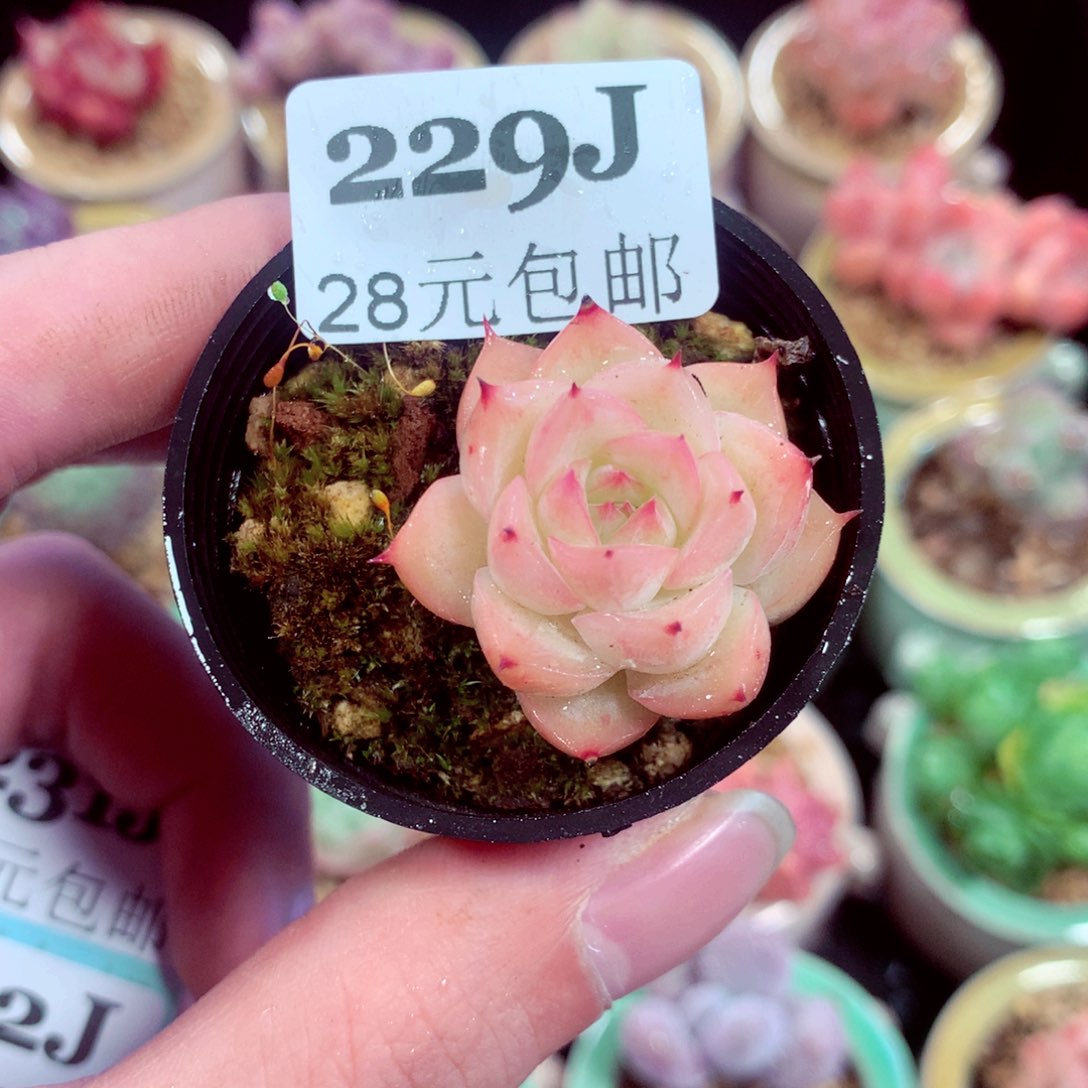 5厘米盆精控多肉229