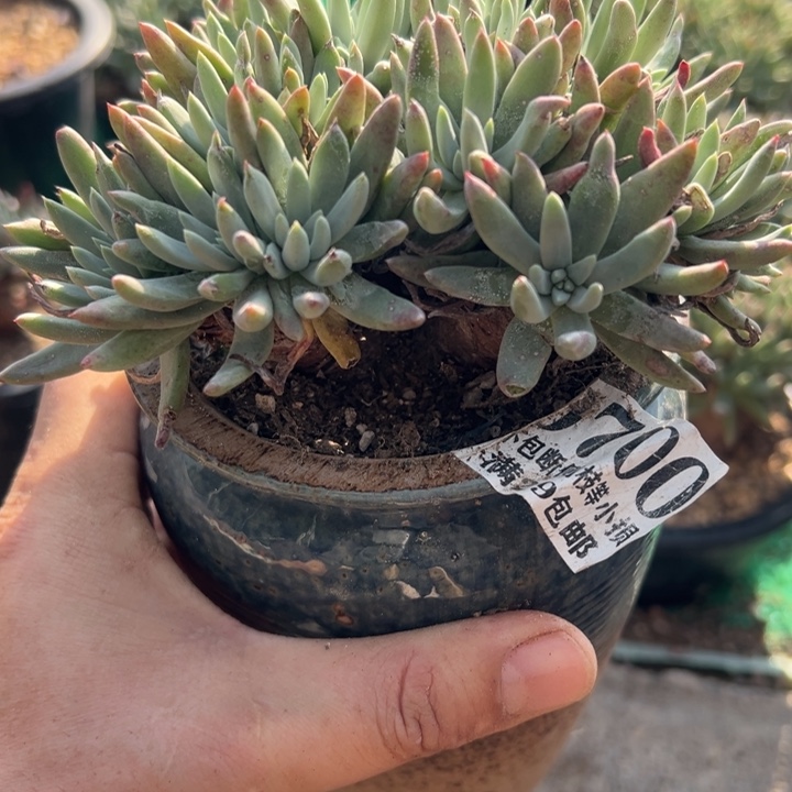  700号绿菊多肉植物