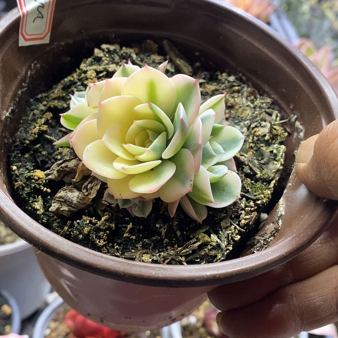 2221玉蝶锦4头多肉