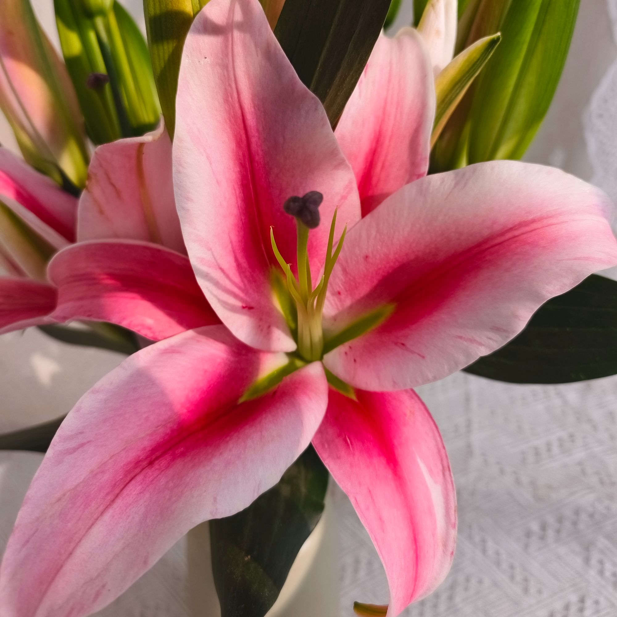 【飞飞甄选】新品·粉钻   香水百合鲜花冷链运输·基地直发