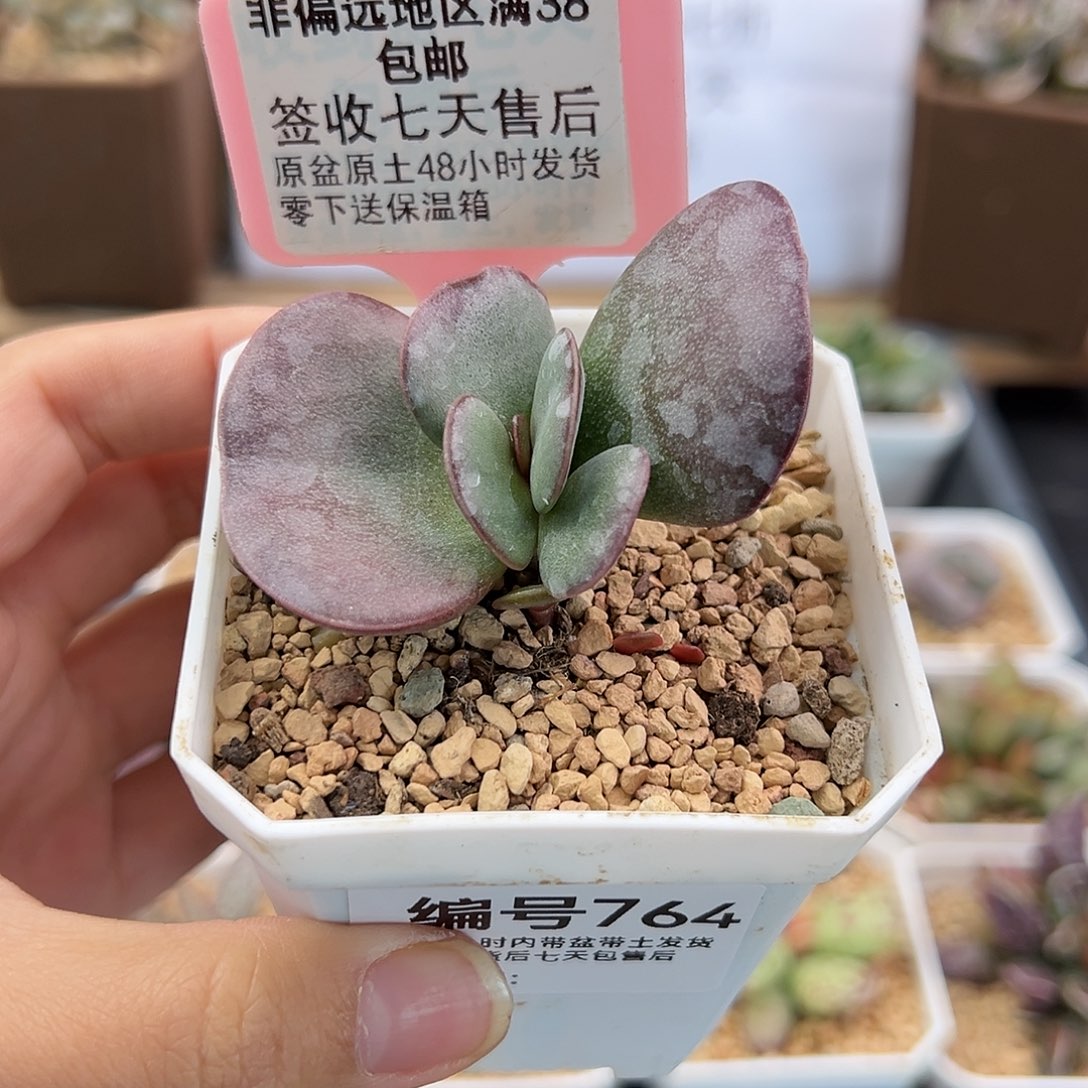 李*?764紫君配多肉植物