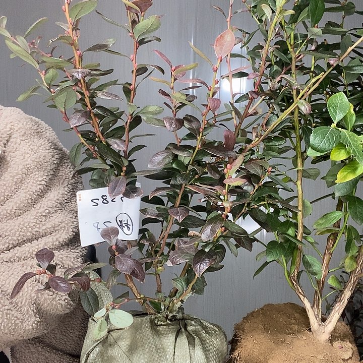 完全开放蓝莓苗带走了