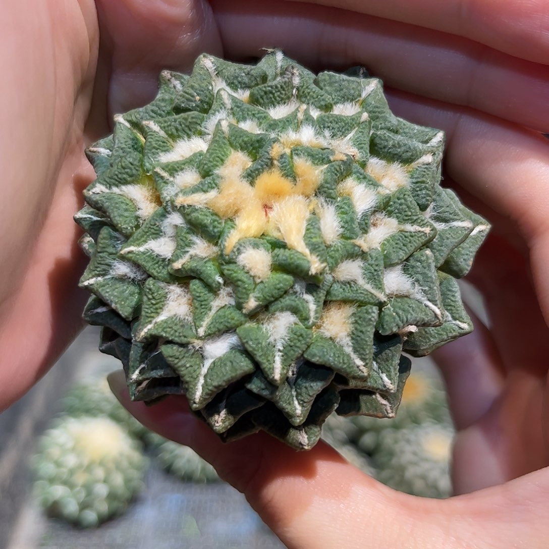 6.2cm自根大尤黑牡丹超大