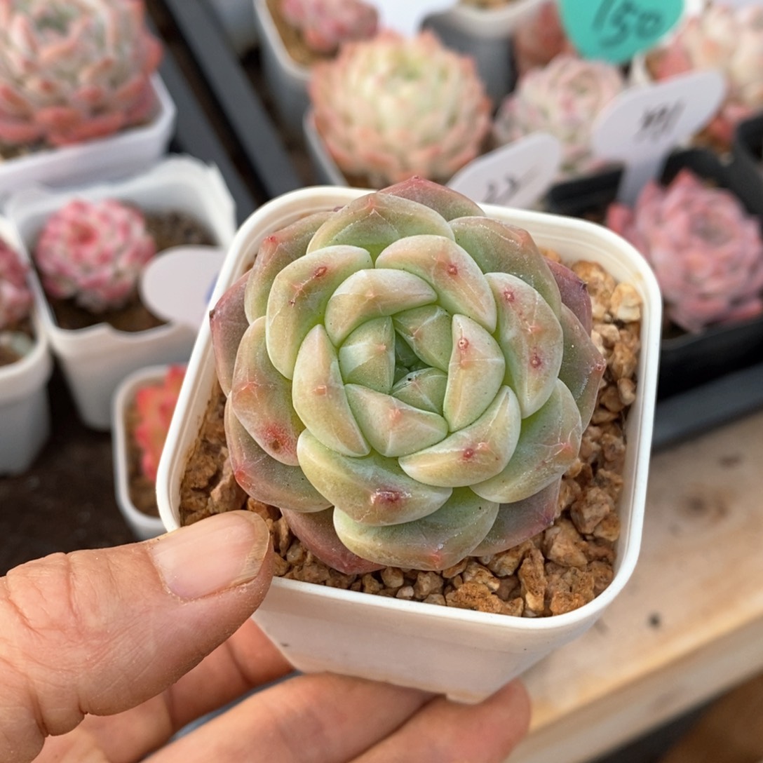 精品多肉一物一拍不包整112