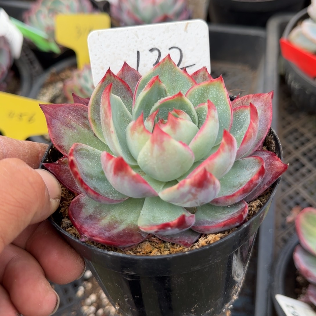 惊鸿一物一拍包装收缩花旱132