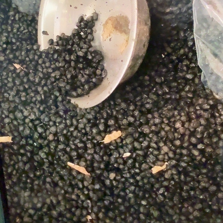 黑豆中国大陆两斤豆豉