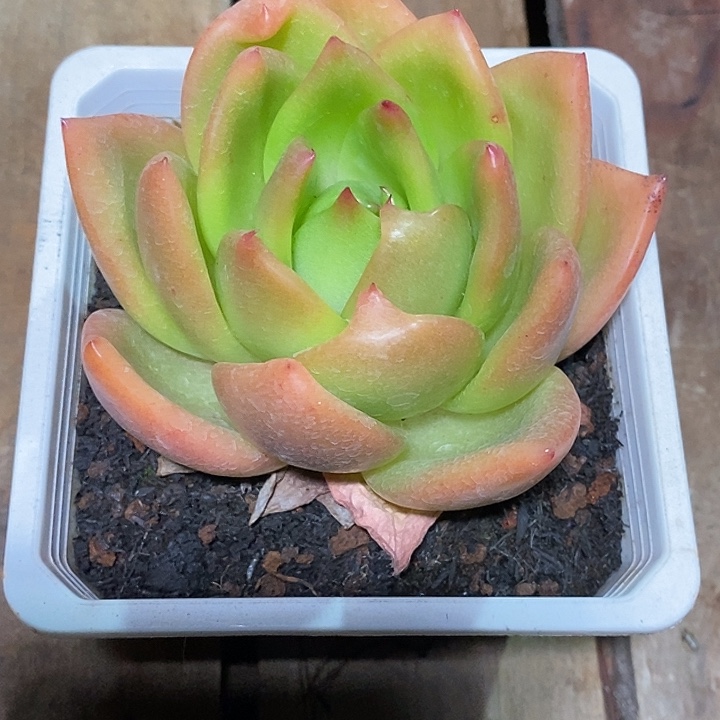 西***柚福利一生一世14              