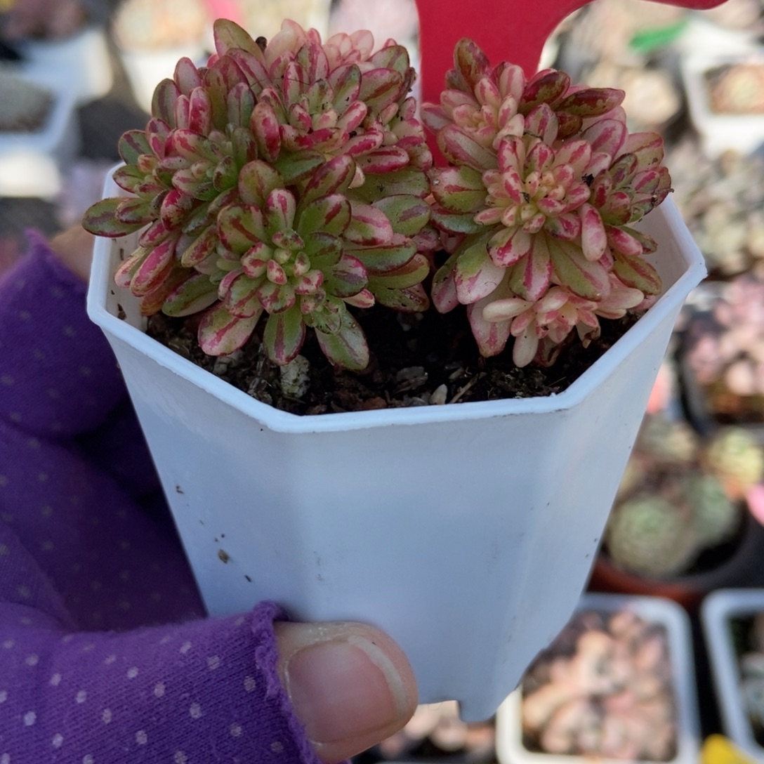 810小人祭锦多肉植物