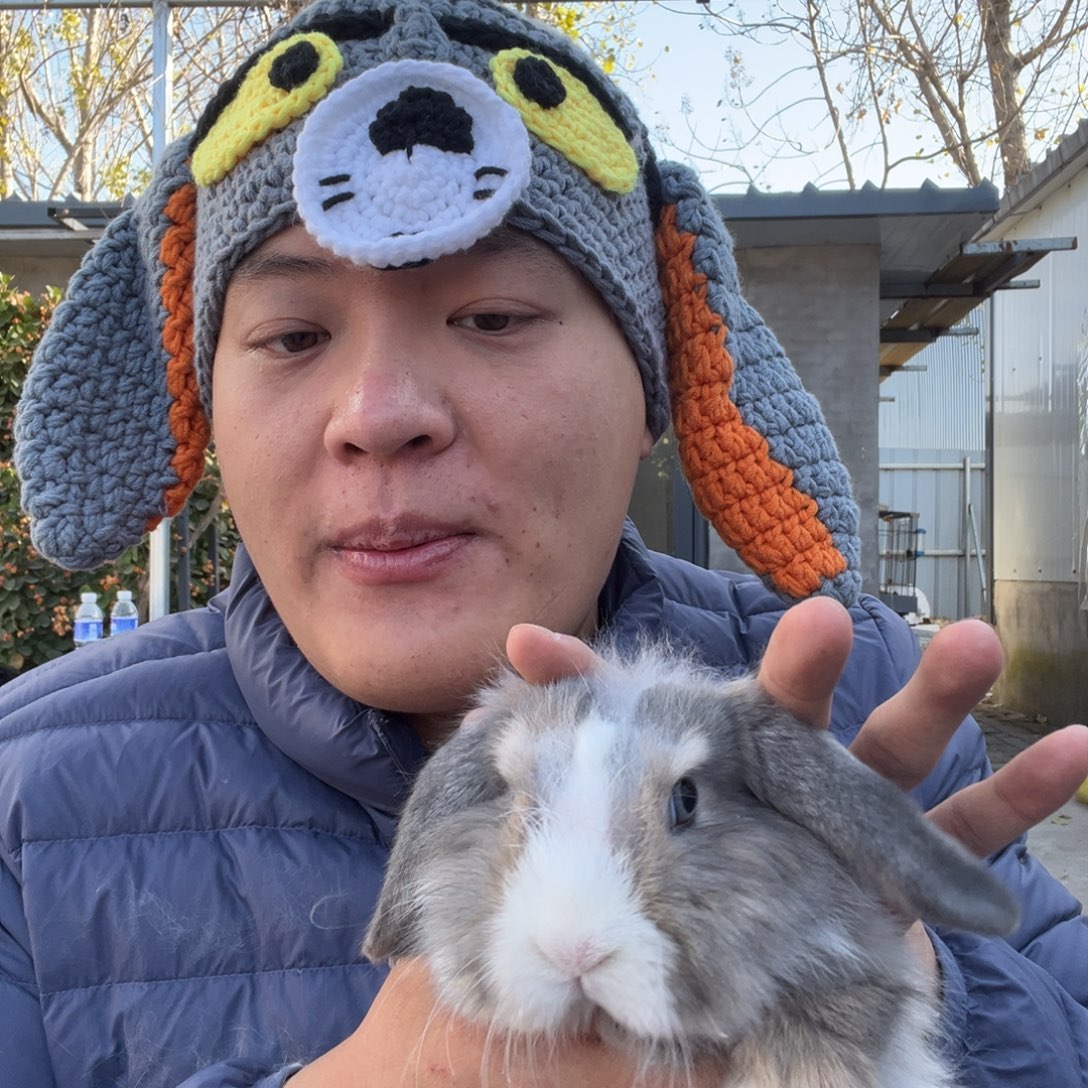 宠物兔英系安哥拉兔