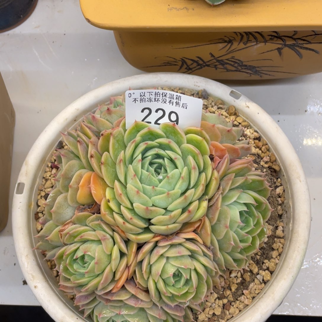 黑大帅多肉229昂斯诺