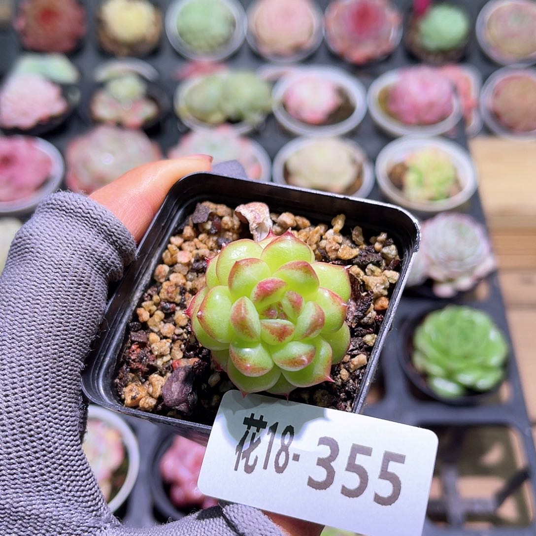 花18-355绿水鬼单头