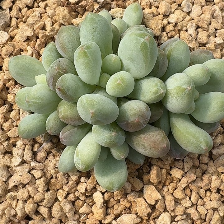 美人179多肉植物