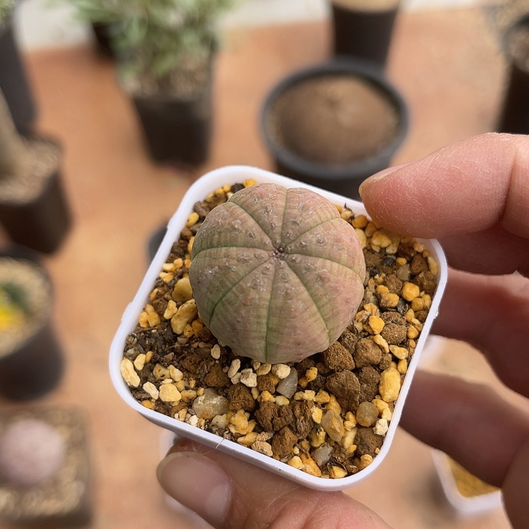 子播实生布纹球一物一拍