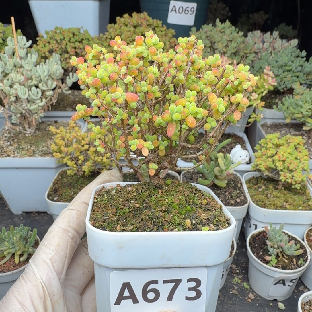 A673金桔秒一颗枝干