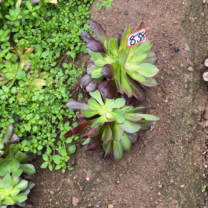 ****年多肉植物838不售后