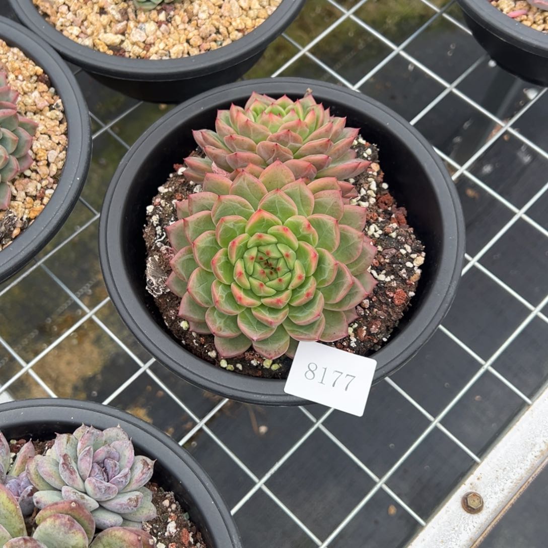 一**风8177不包整肉肉肉肉肉肉肉