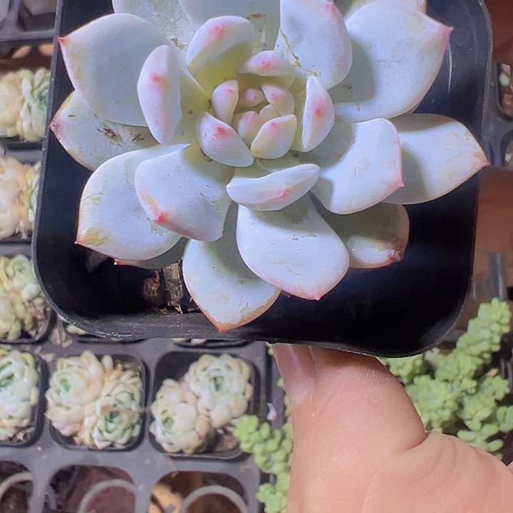 玉芙蓉精品多肉植物