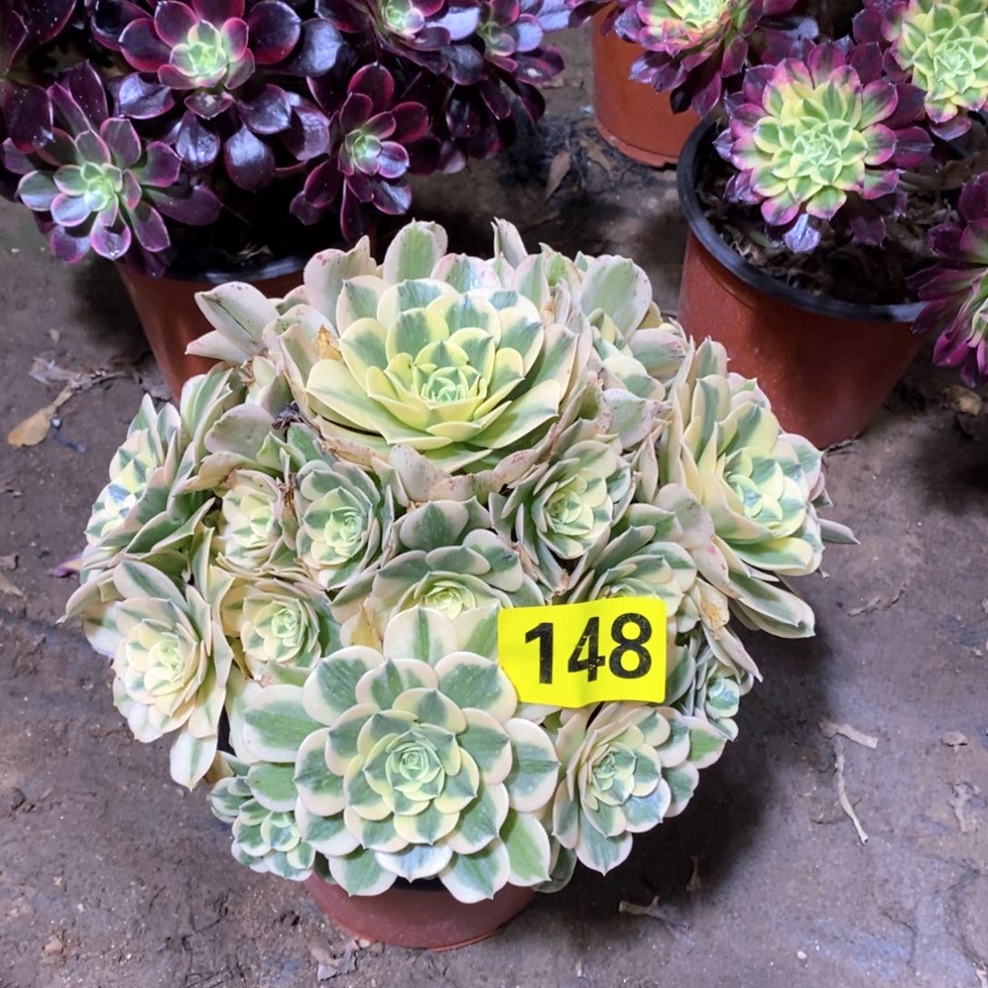 绿豆沙多肉法师148