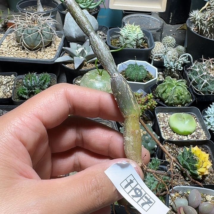****屁197沙漠苦瓜脱土发货
