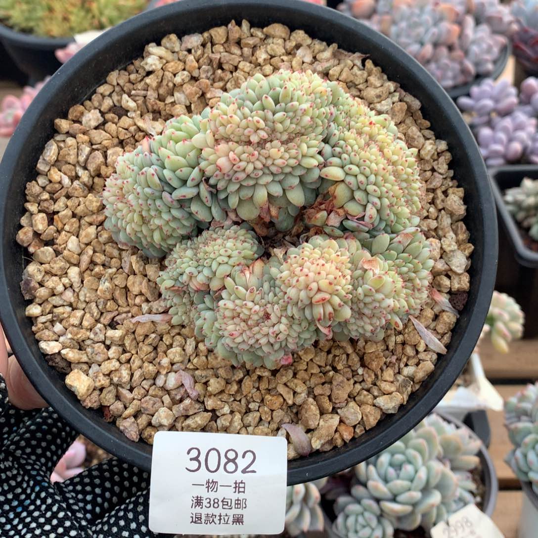 10.5厘米白胖子缀3082