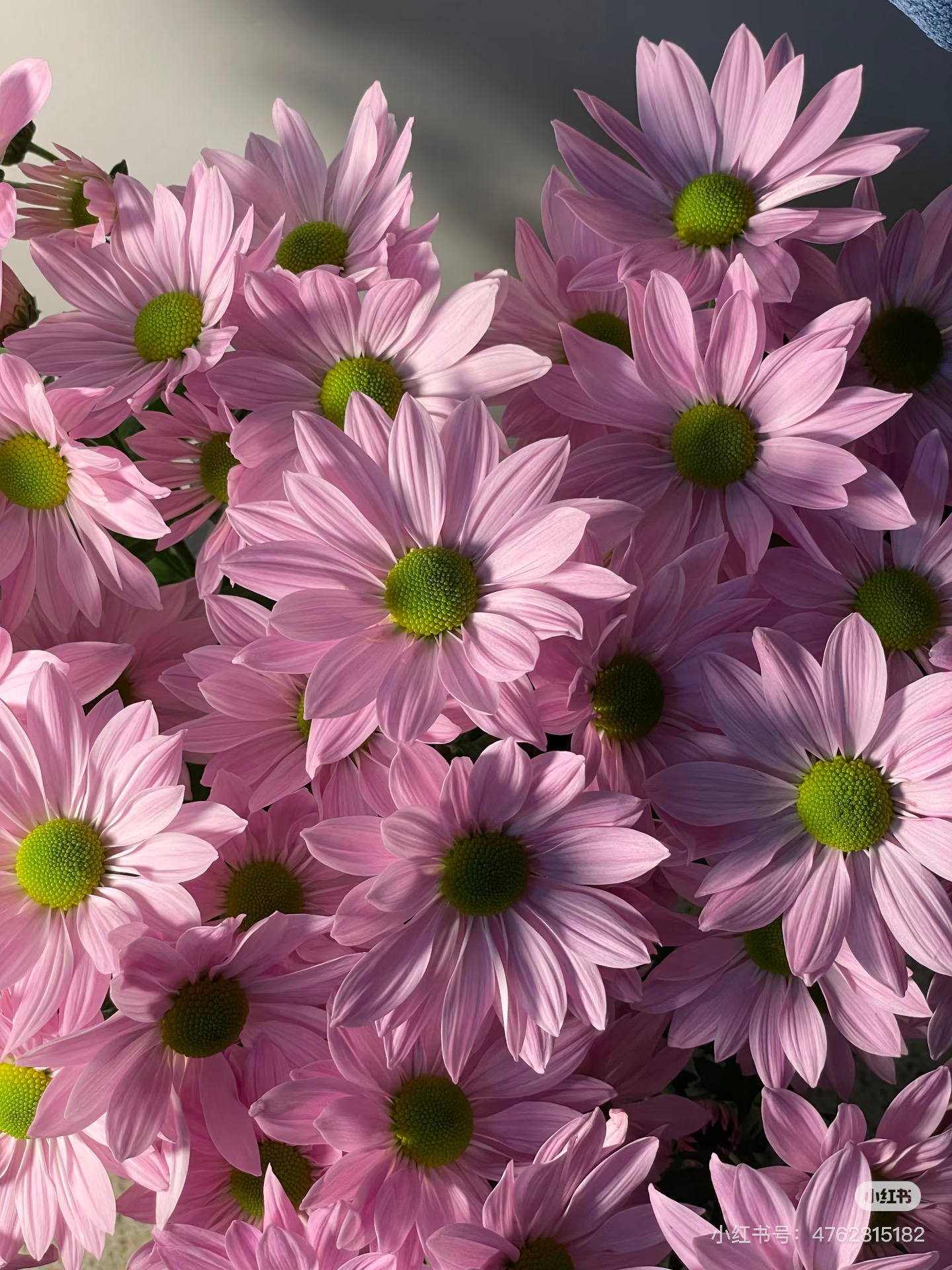 小雏菊基地直发  满4单发顺丰  不满4单发中通