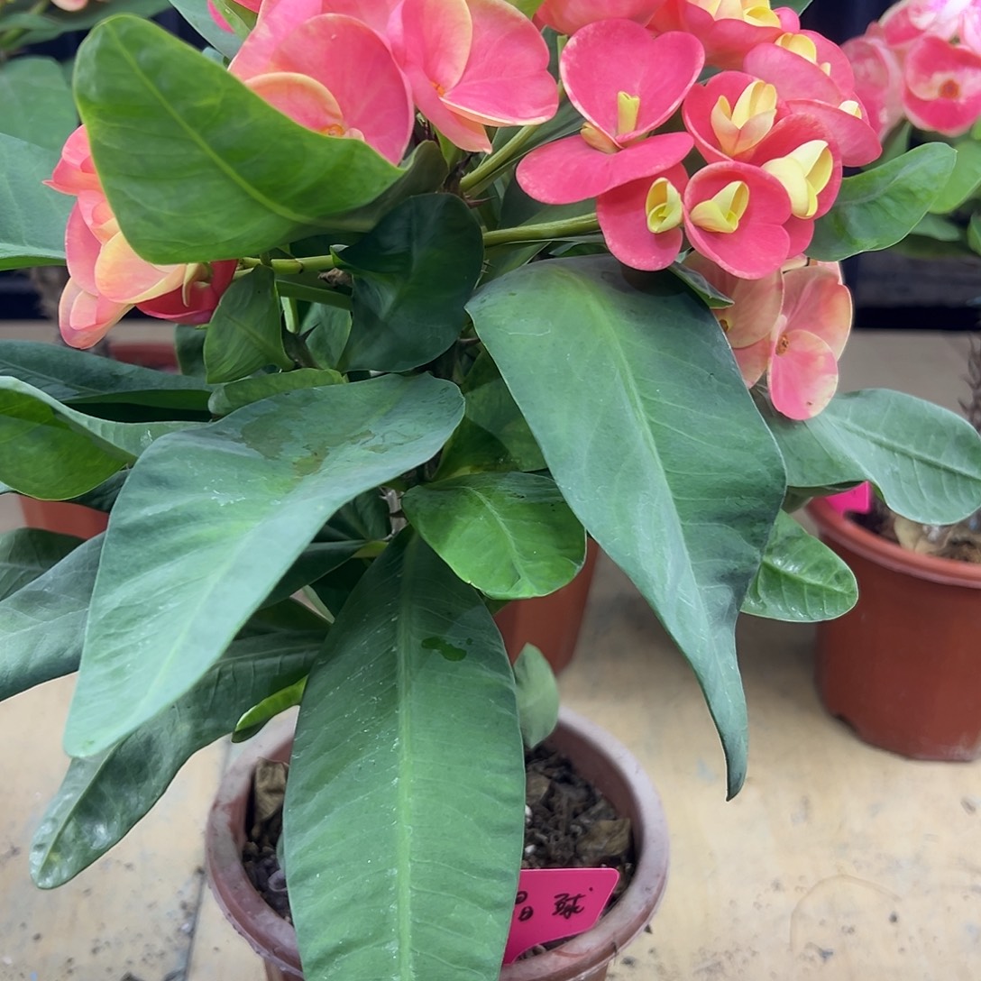 T***r水晶球泰国大花虎刺梅