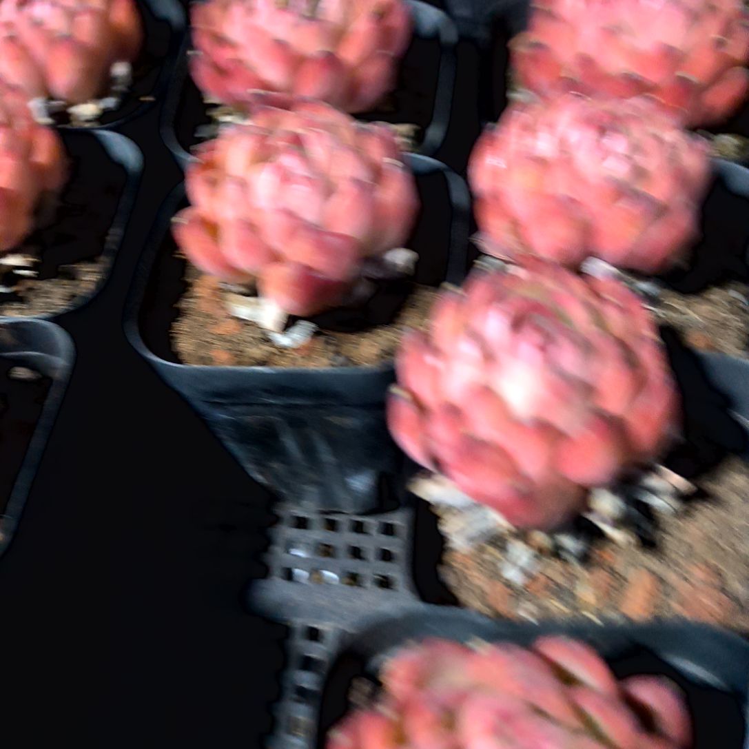 满6元包邮，67号绝绝子稀有品种