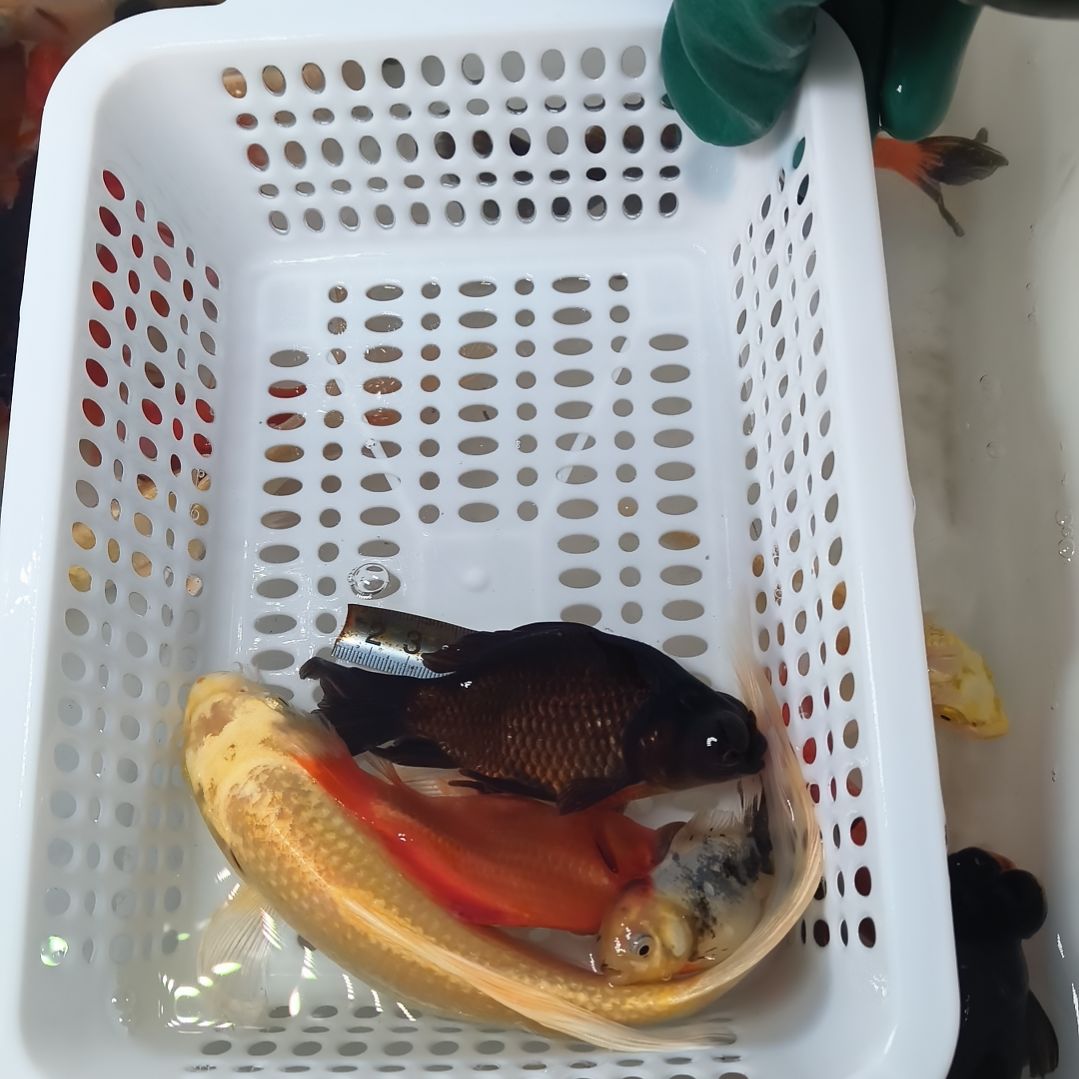 锦鲤000000000000000