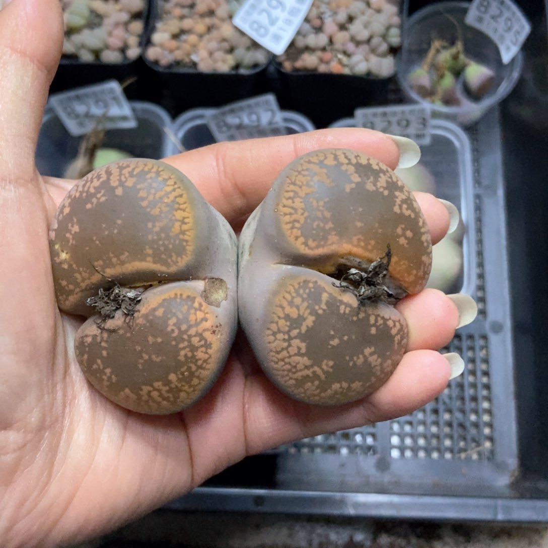 8298一颗母本日轮有疤