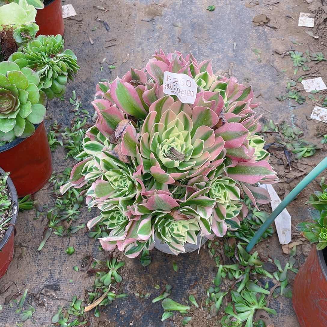 260雨花石多肉小损不包