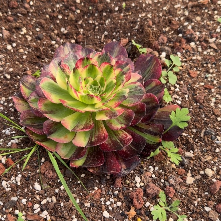 伯爵条件一号棚地槽大单头