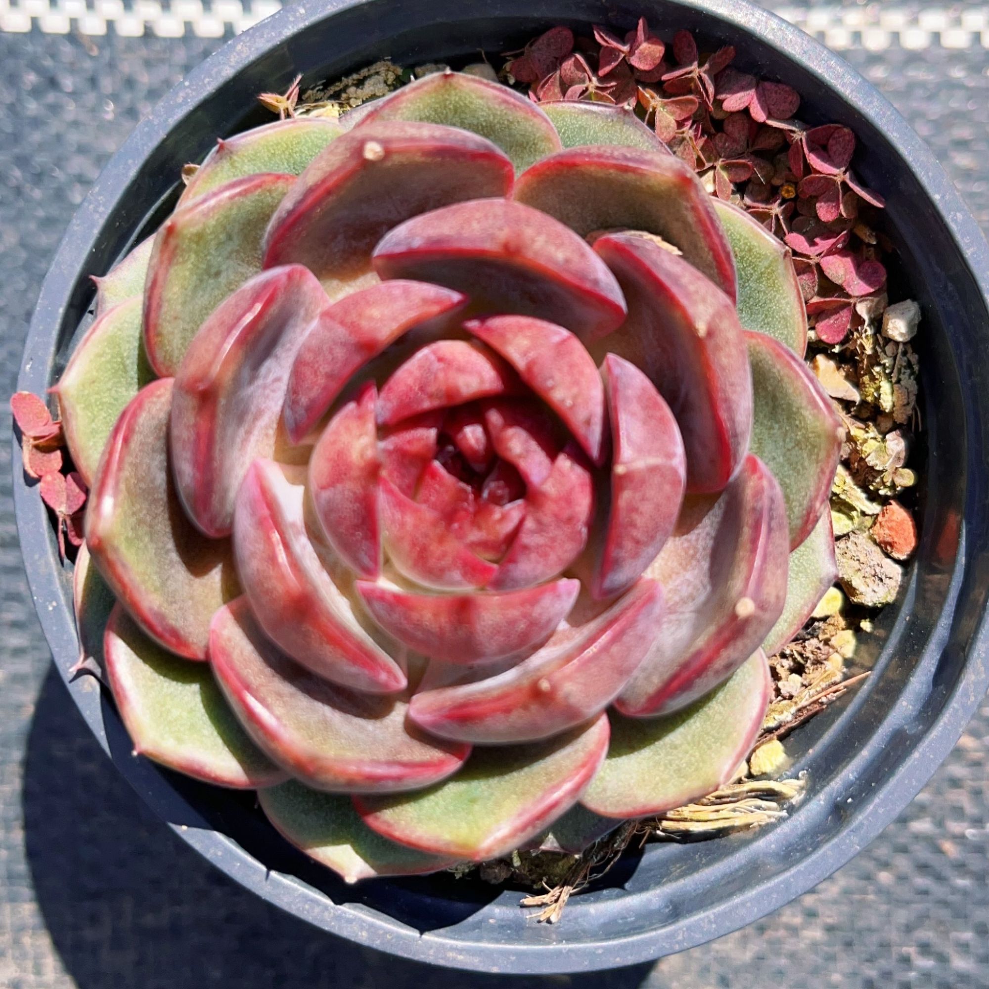 墨渊 多肉满18包邮