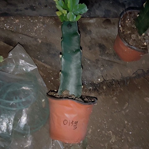 岁**烟013号带盆063.