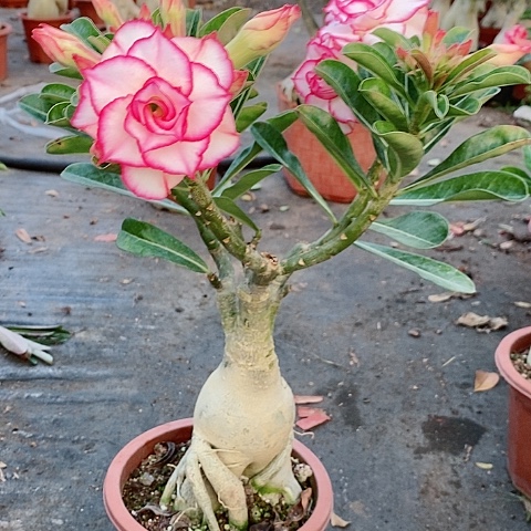 【闪购商品】无花朵✨**呦