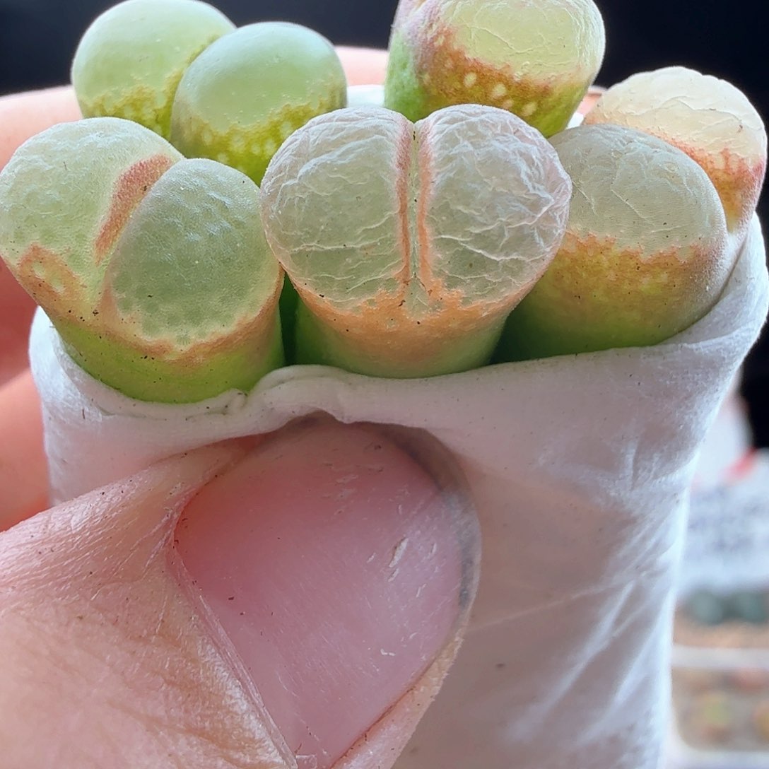 2.25.1/1453.9粉樱5个一组