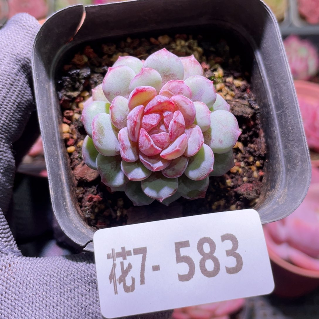 花利美7-583血钻 