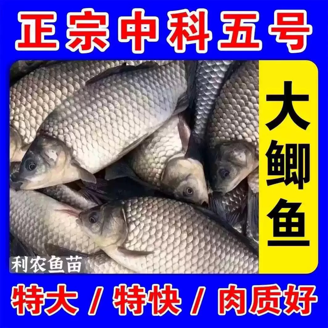 中科5号鲫鱼苗黄金工程大阪鲫银鲫淡水活体养殖可过冬宠物活体