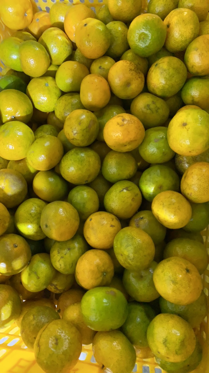 {十四年老树二红油皮仔鲜果}新会陈皮东甲圈枝