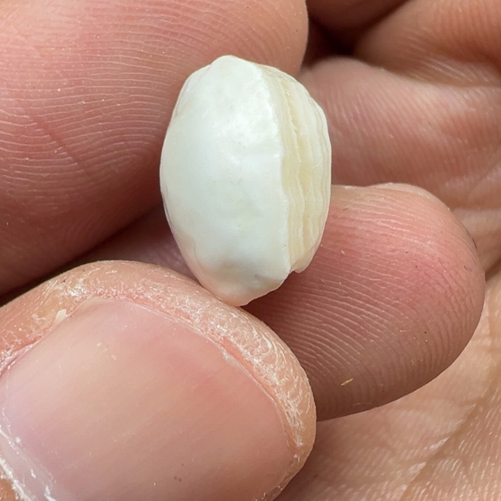 玛瑙/玉髓未镶嵌珠宝半成品x073