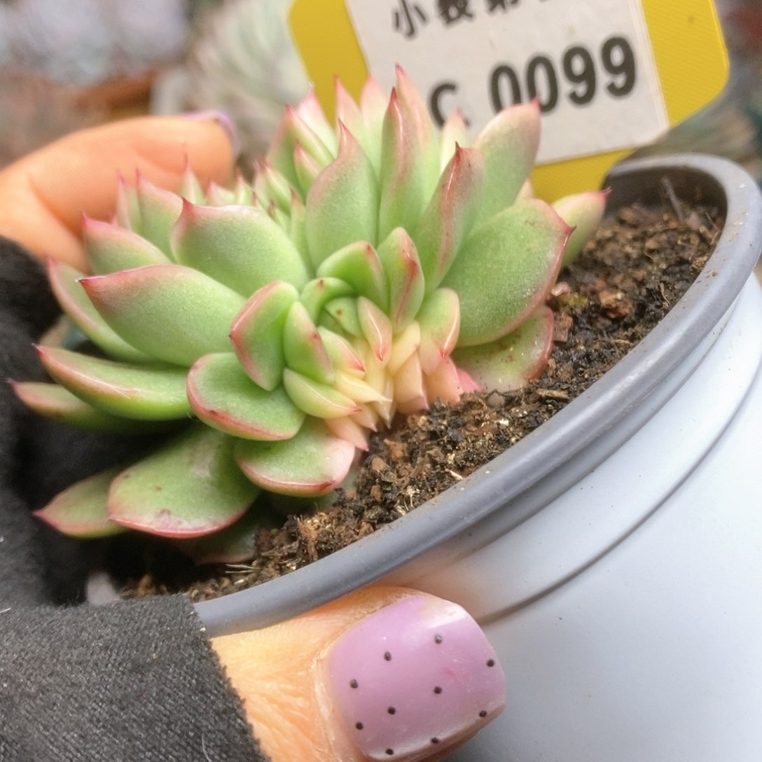 099哈哈哈哈哈哈哈哈哈