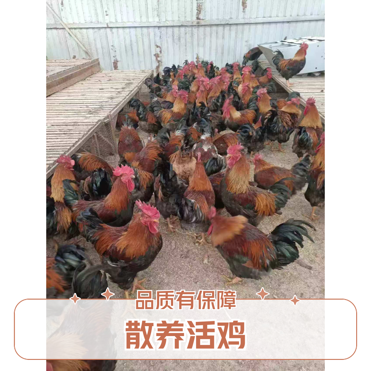 林间散养新鲜大公鸡滋补营养  净重6斤  包邮