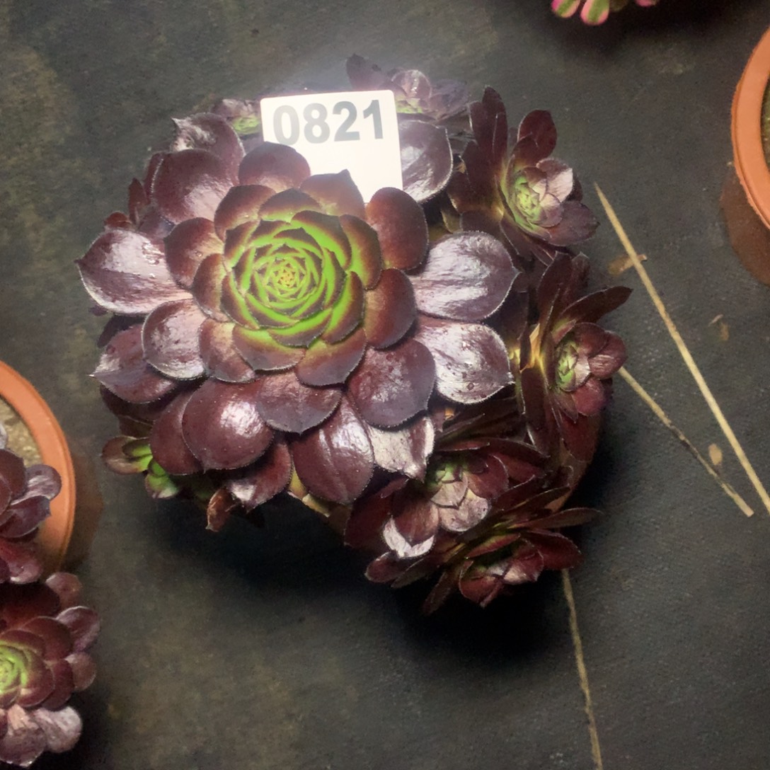 花花公子821法师多肉植物1500000