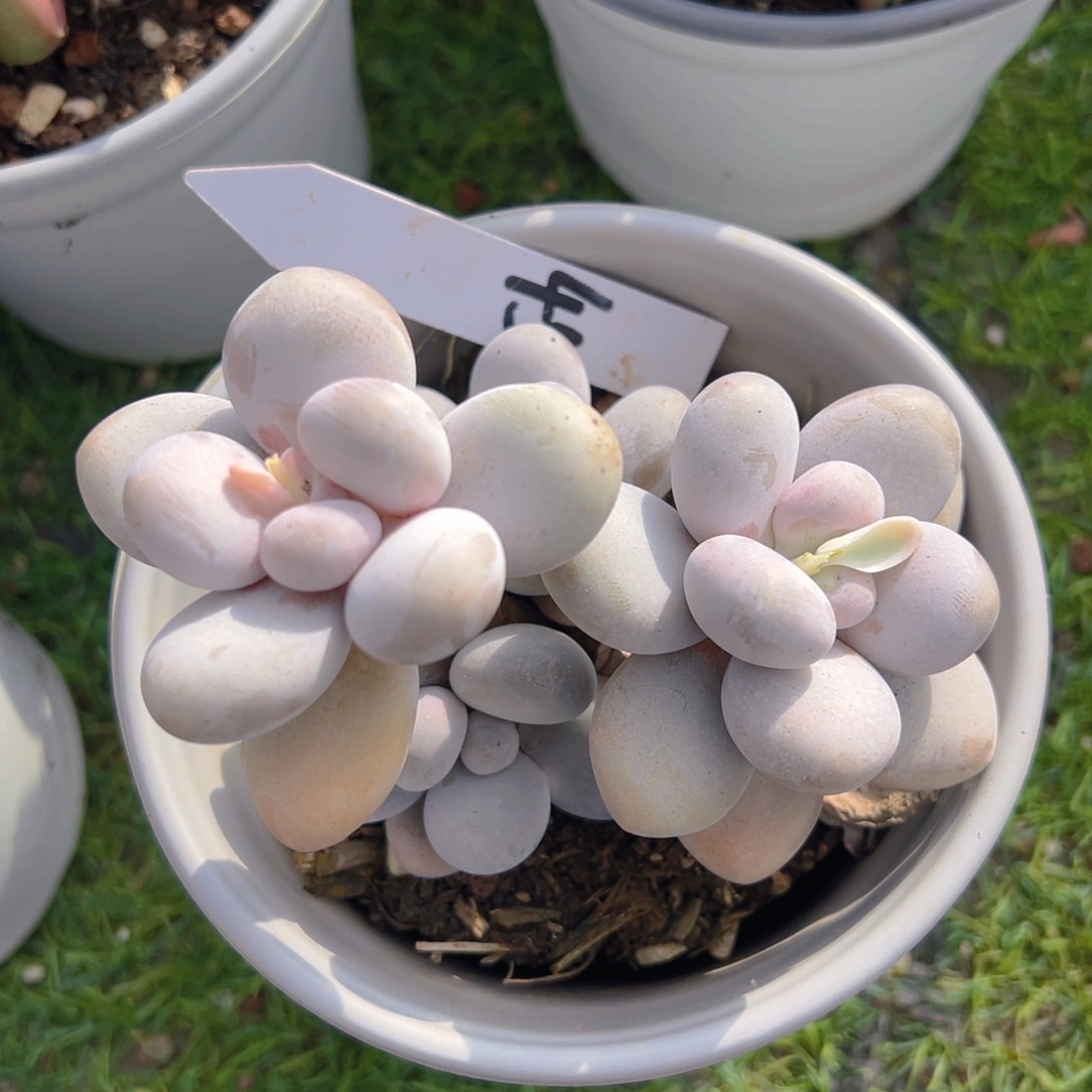 香玉等多种名贵的产品和
