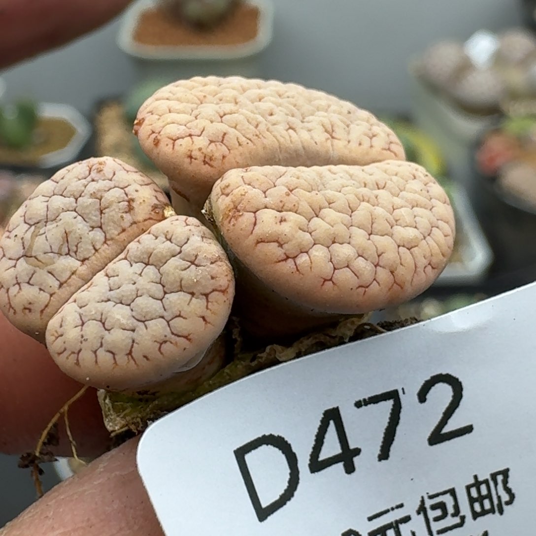 472多肉哈哈哈哈哈哈哈